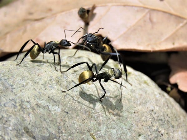 wipe-out-ant-queen