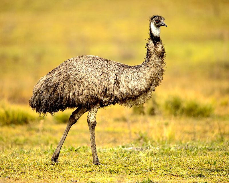aus-emu-war