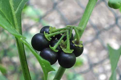 新西兰有毒植物龙葵Black Nightshade