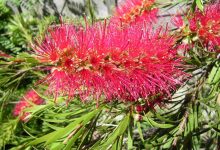 新西兰常见植物“澳洲千层红” bottlebrush
