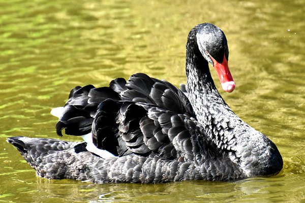 coexistence-with-wild-black-swan