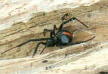 新西兰有毒蜘蛛Katipo