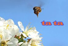新西兰英语口语中的 TA TA 是什么意思？