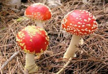 新西兰的毒蘑菇Poisonous Fungi