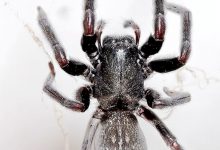 新西兰“灰屋蜘蛛” Grey house spider