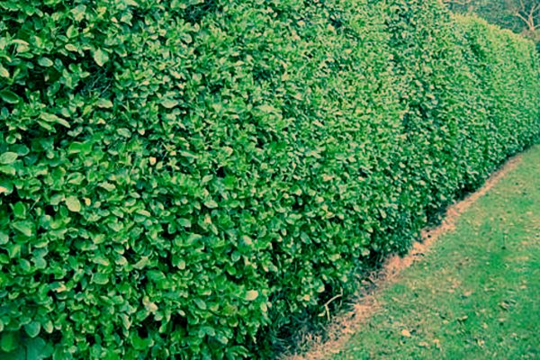 hedging-plant-griselinia