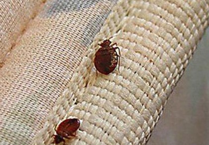 new-zealand-bed-bugs