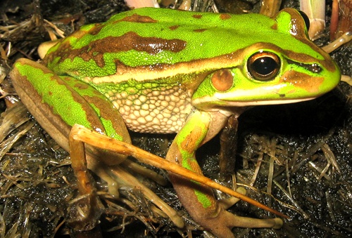 新西兰青蛙-看新西兰