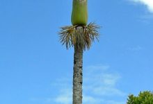 新西兰尼考棕榈树 Nīkau Palm