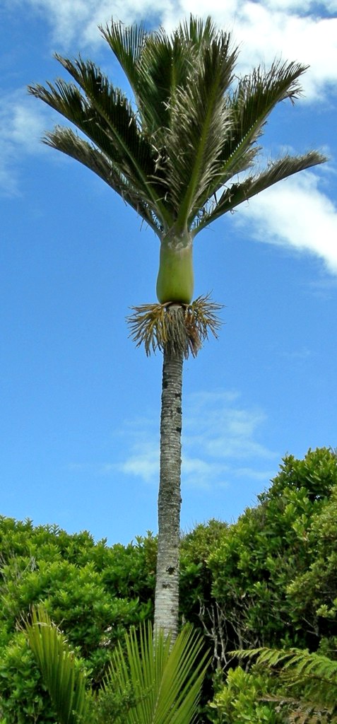 nikau-palm