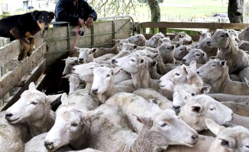 nz-sheep-population-levels-out-in-20167-after-steep-decline