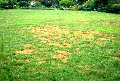 patch-spots-in-your-lawn
