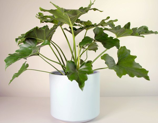 pot-plant-philodendron