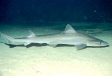 新西兰海边浅水中常见的“柠檬鱼”星点鲨