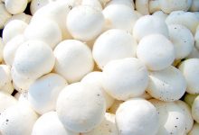 简单方法判断冰箱中的蘑菇是否变质