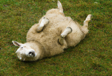 如果冬天看到一只绵羊躺在地上你该做什么？