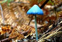 天蓝色蘑菇Sky-blue mashroom