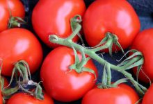 为什么新西兰冬天西红柿很贵？