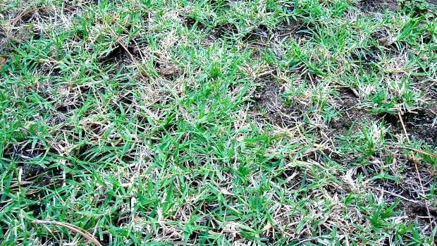 turf-cutter-remove-bad-lawn