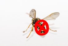 新西兰环保部的黄蜂清除计划 Wasp Wipeout