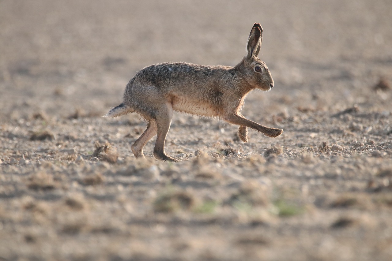 wild-brown-hare